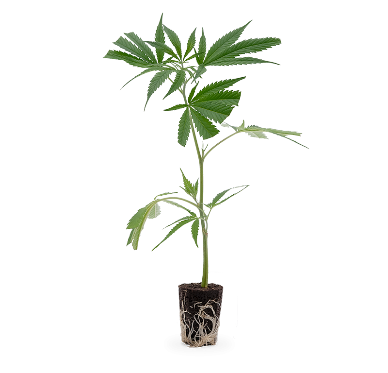 Big Bud – Produktabbildung des Herstellers