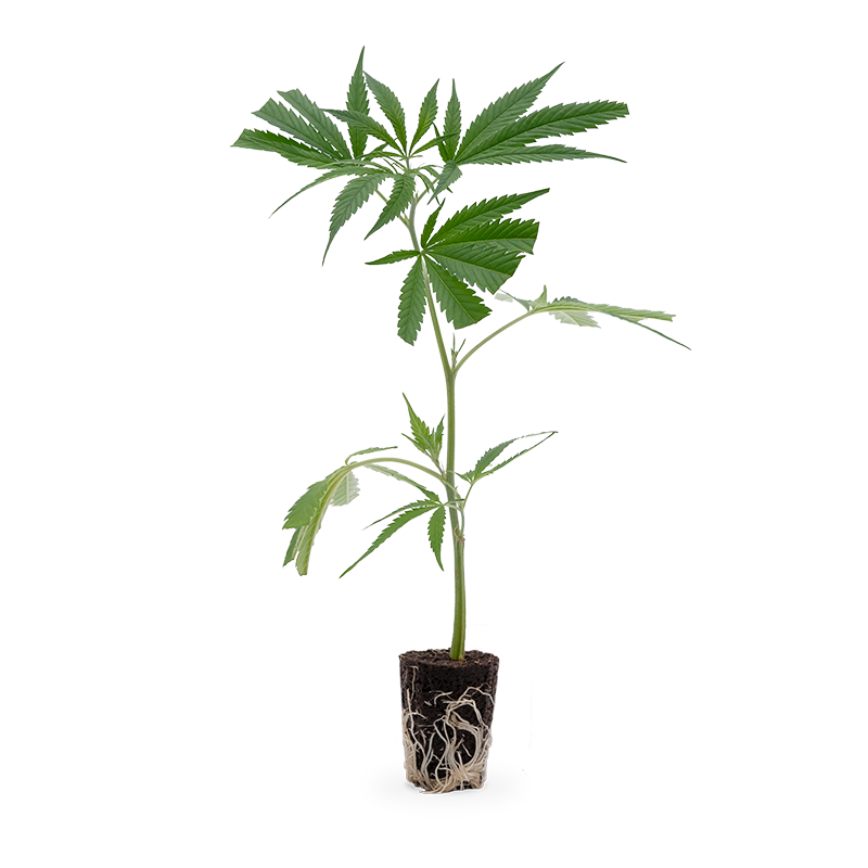 Big Bud – Produktabbildung des Herstellers