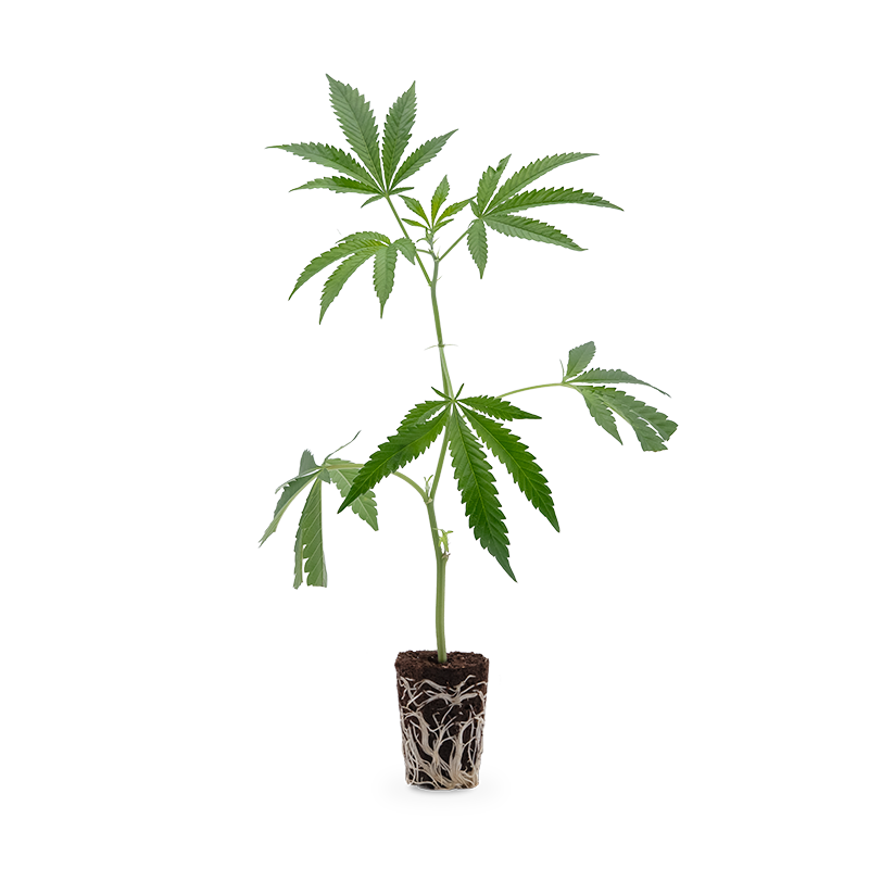 Blueberry – Produktabbildung des Herstellers