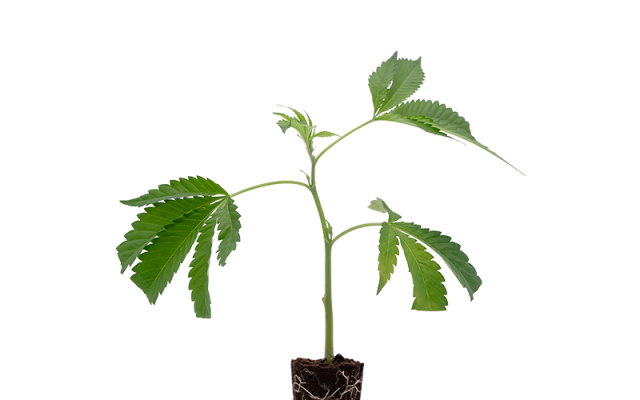 Bruce Banner – Produktabbildung des Herstellers