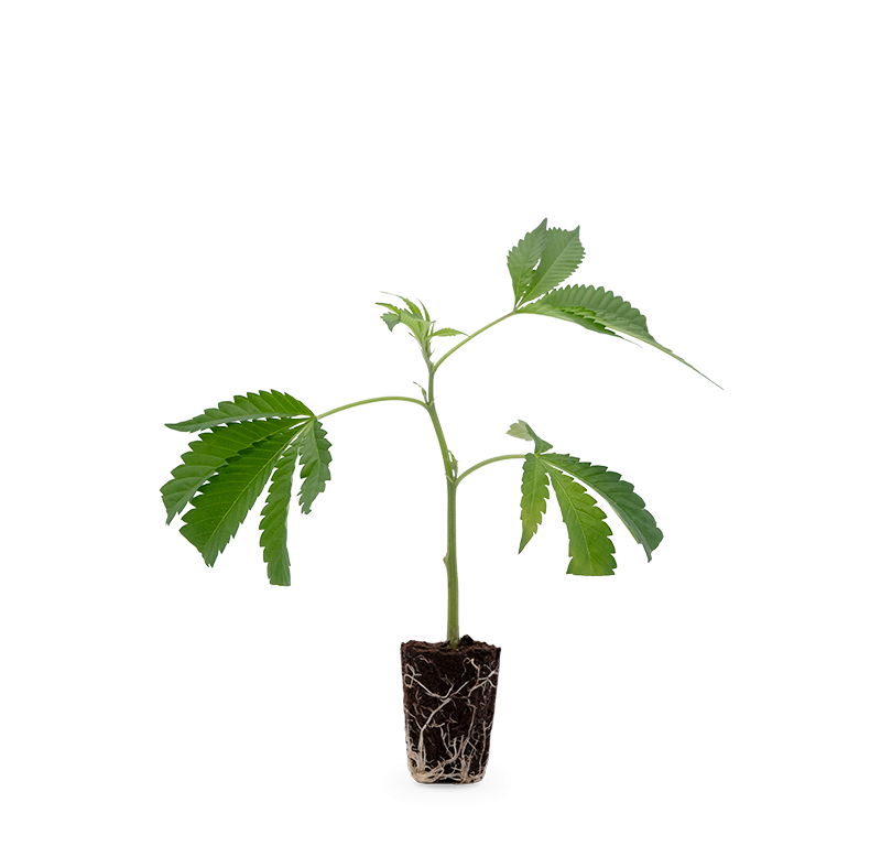 Bruce Banner – Produktabbildung des Herstellers