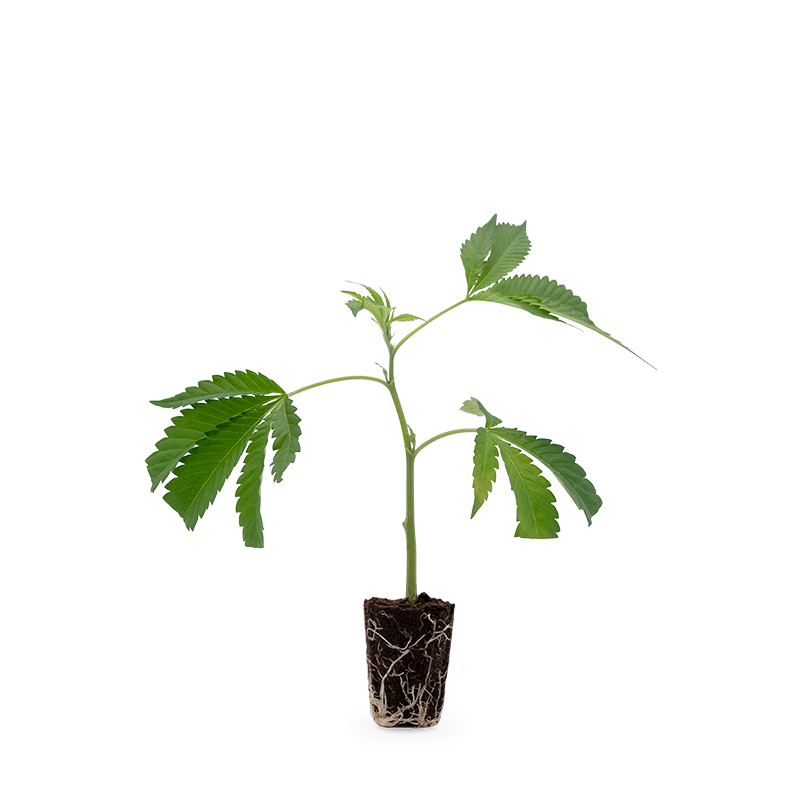 Bruce Banner – Produktabbildung des Herstellers