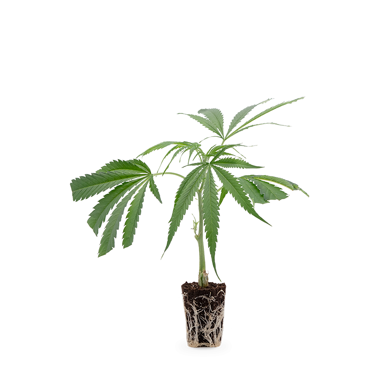 Cannalope Haze – Produktabbildung des Herstellers