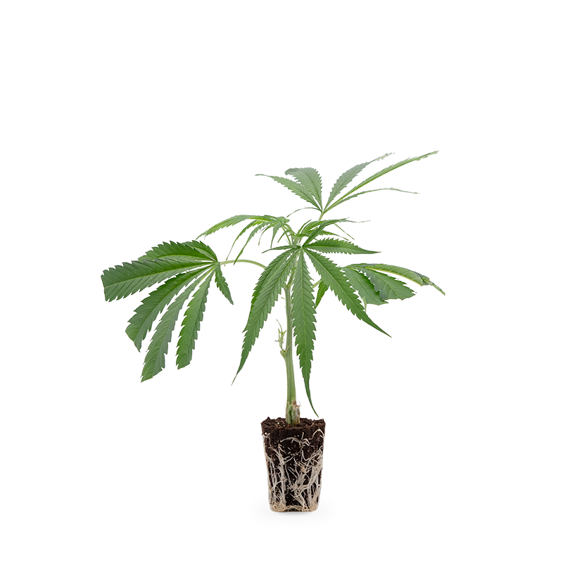 Cannalope Haze – Produktabbildung des Herstellers