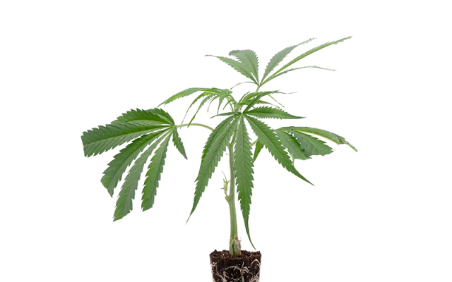 Harlequin Medical – Produktabbildung des Herstellers
