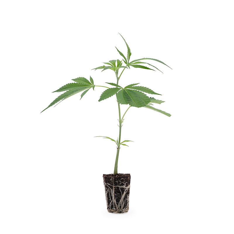 Critical Kush – Produktabbildung des Herstellers