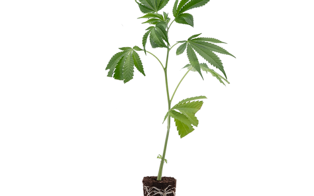 Euforia – Produktabbildung des Herstellers