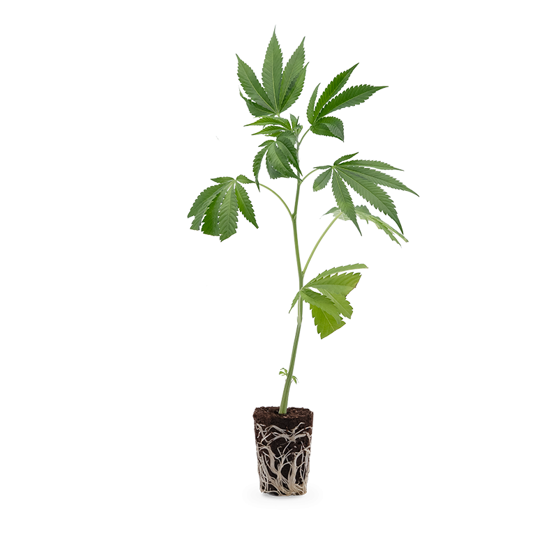 Euforia – Produktabbildung des Herstellers