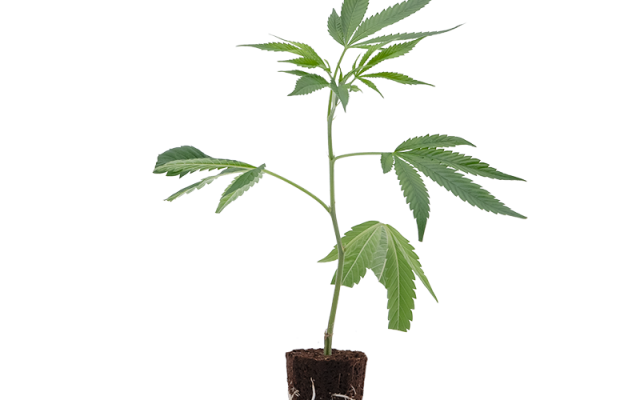 Gelato #45 – Produktabbildung des Herstellers