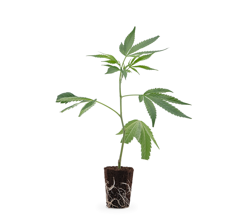 Gelato #45 – Produktabbildung des Herstellers