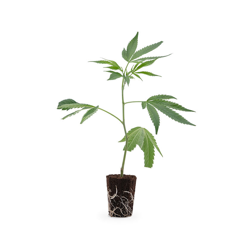 Gelato #45 – Produktabbildung des Herstellers