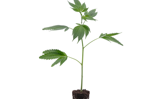 Girl Scout Cookies – Produktabbildung des Herstellers