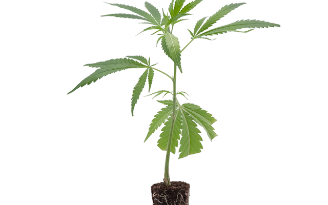 Strawberry Guava – Produktabbildung des Herstellers