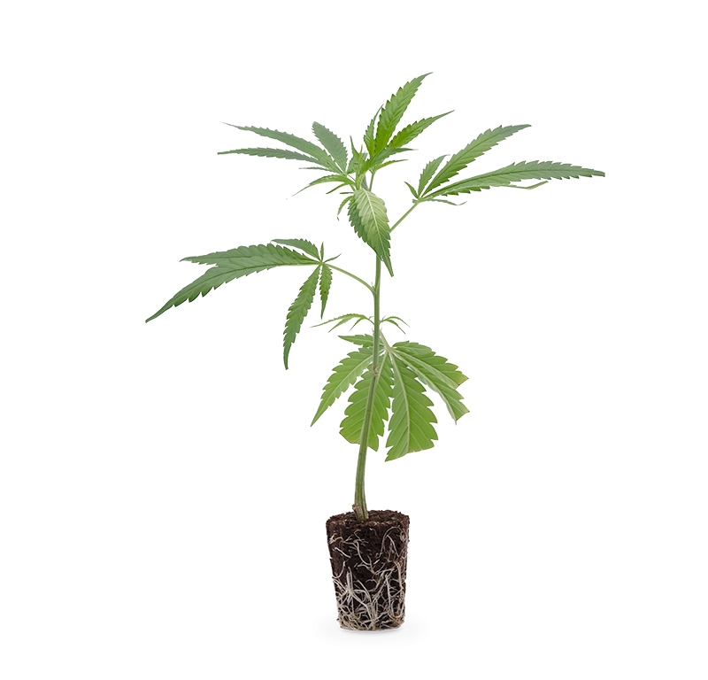 Strawberry Guava – Produktabbildung des Herstellers
