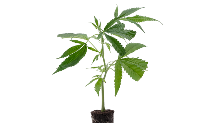 Jack Herer – Produktabbildung des Herstellers