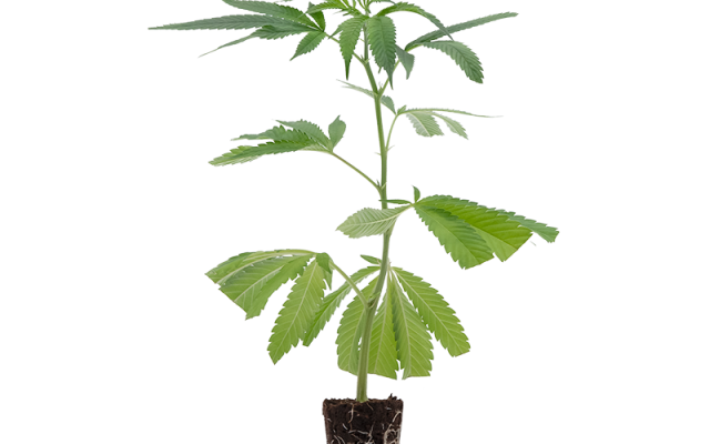 Mimosa EVO – Produktabbildung des Herstellers