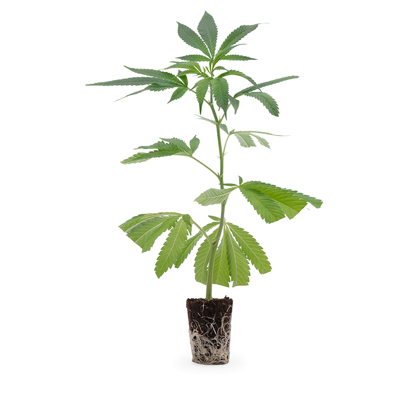 Mimosa EVO – Produktabbildung des Herstellers