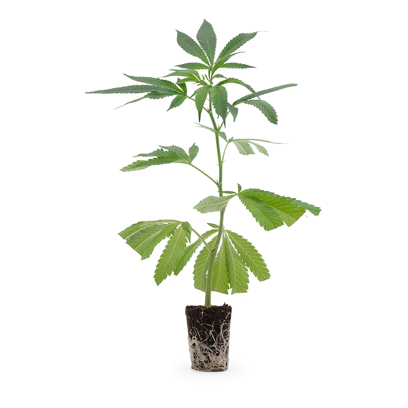 Mimosa EVO – Produktabbildung des Herstellers