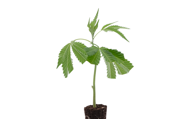 OG Kush – Produktabbildung des Herstellers