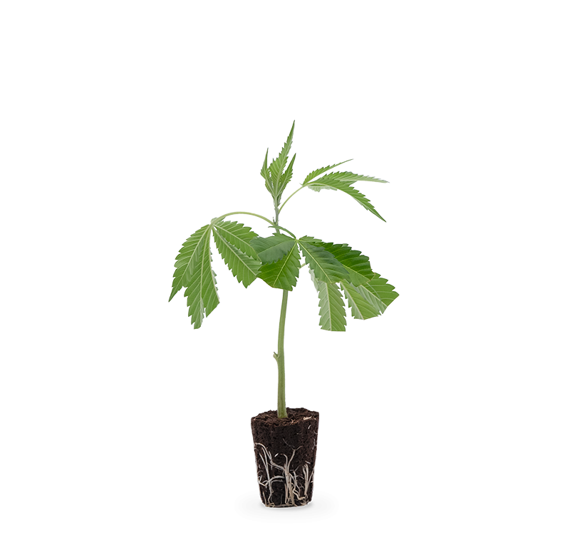 OG Kush – Produktabbildung des Herstellers
