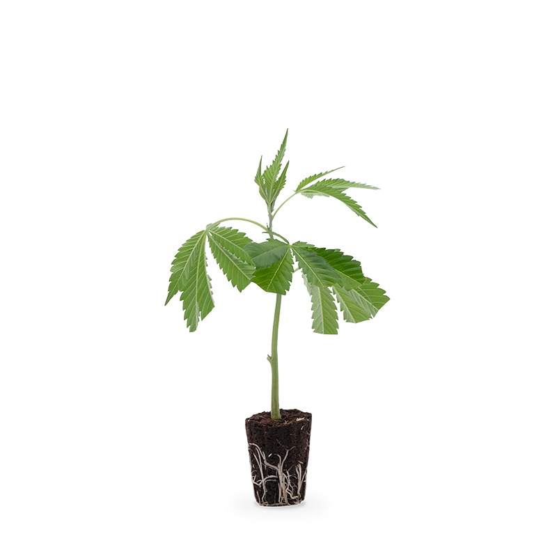OG Kush – Produktabbildung des Herstellers