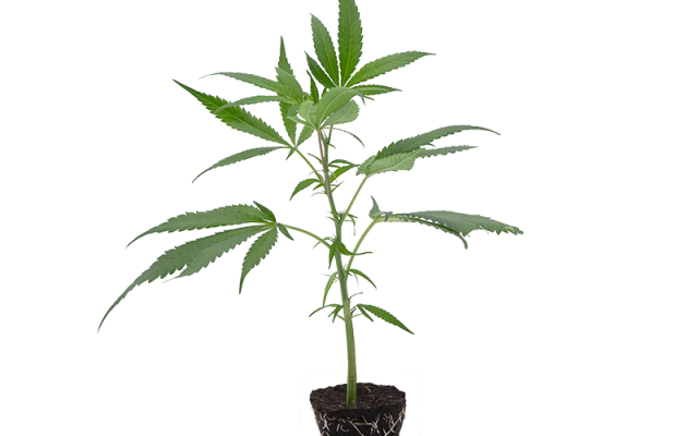 Super Buff Cherry – Produktabbildung des Herstellers
