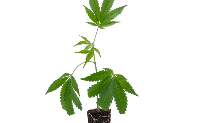 Purple Punch – Produktabbildung des Herstellers