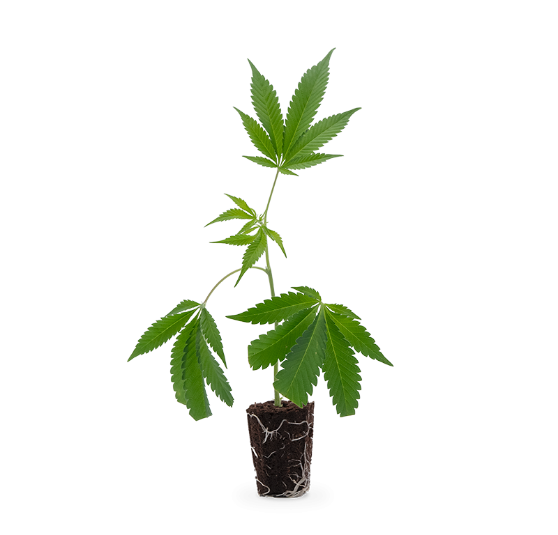 Purple Punch – Produktabbildung des Herstellers