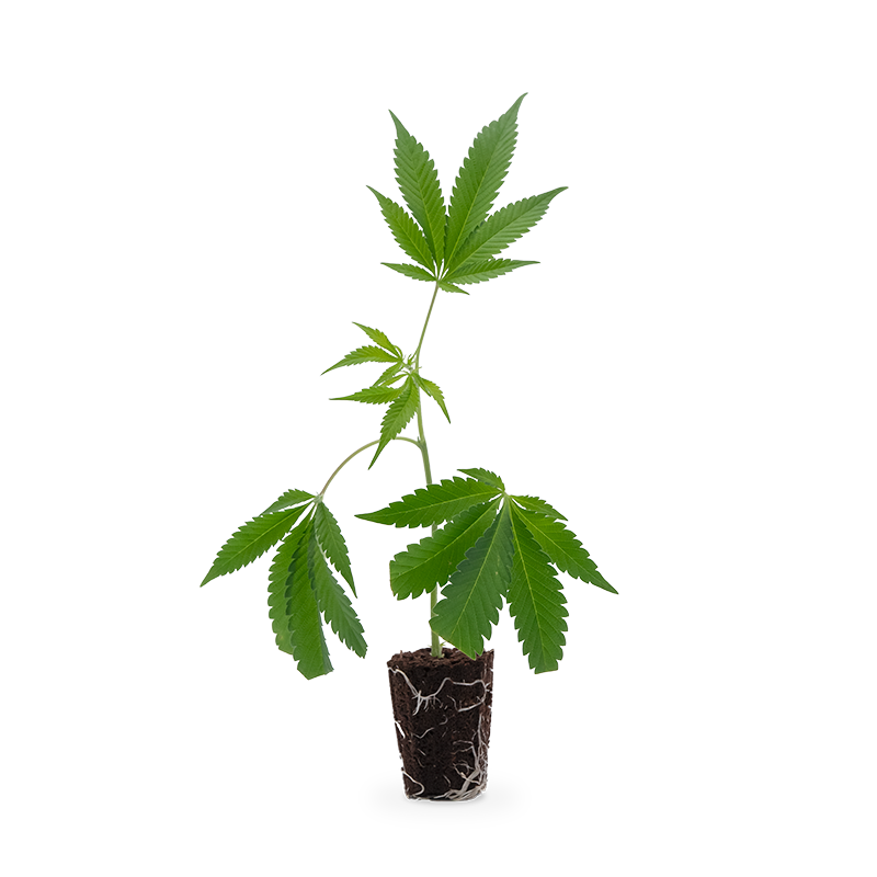 Purple Punch – Produktabbildung des Herstellers