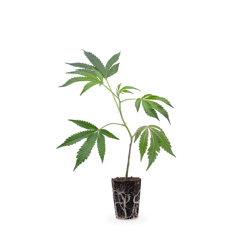 Banana Runtz – Produktabbildung des Herstellers