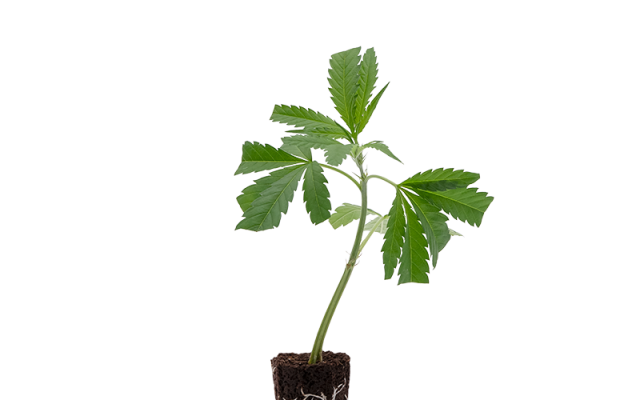 Super Lemon Haze – Produktabbildung des Herstellers