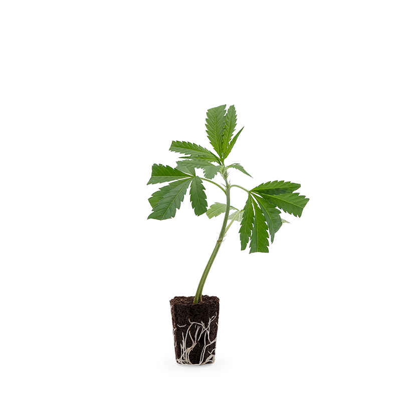 Super Lemon Haze – Produktabbildung des Herstellers