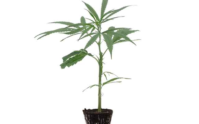 Super Silver Haze – Produktabbildung des Herstellers