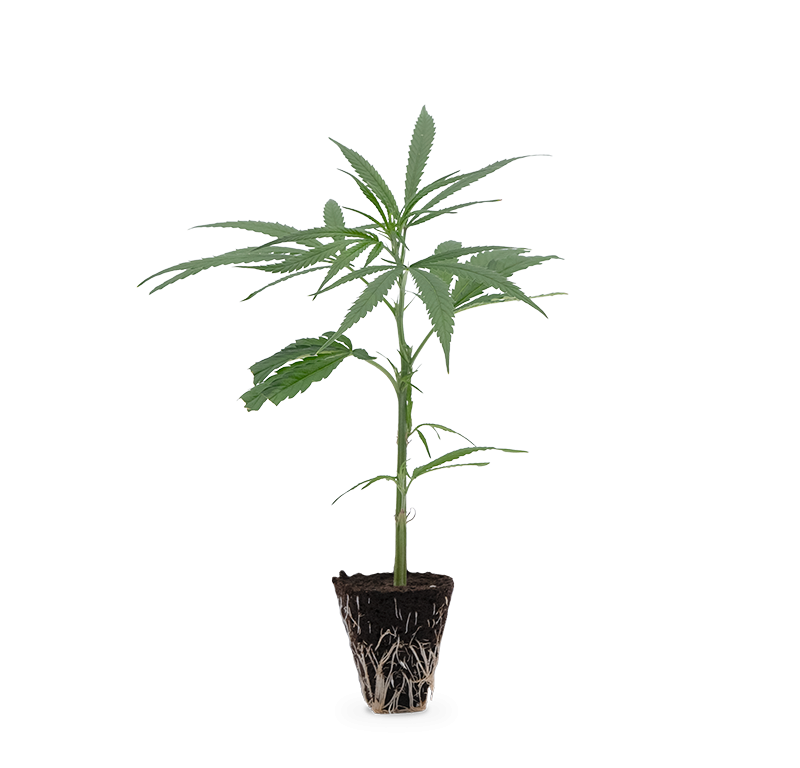 Super Silver Haze – Produktabbildung des Herstellers