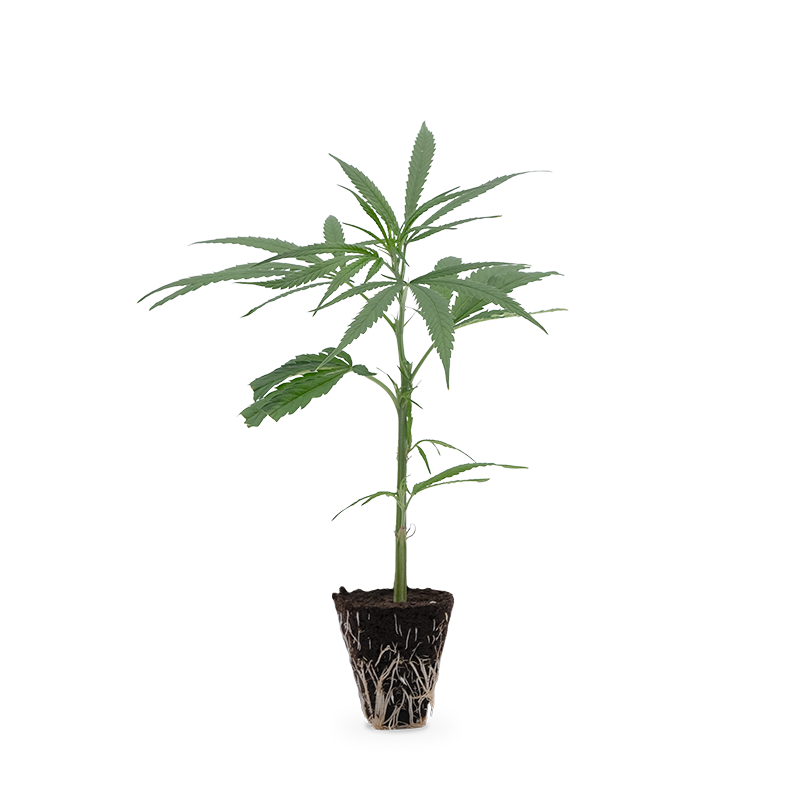 Super Silver Haze – Produktabbildung des Herstellers