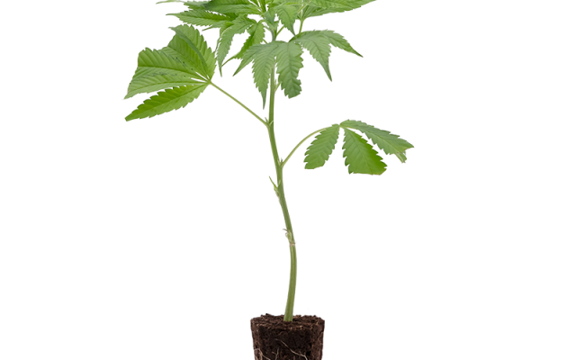 Tropicanna Banana – Produktabbildung des Herstellers