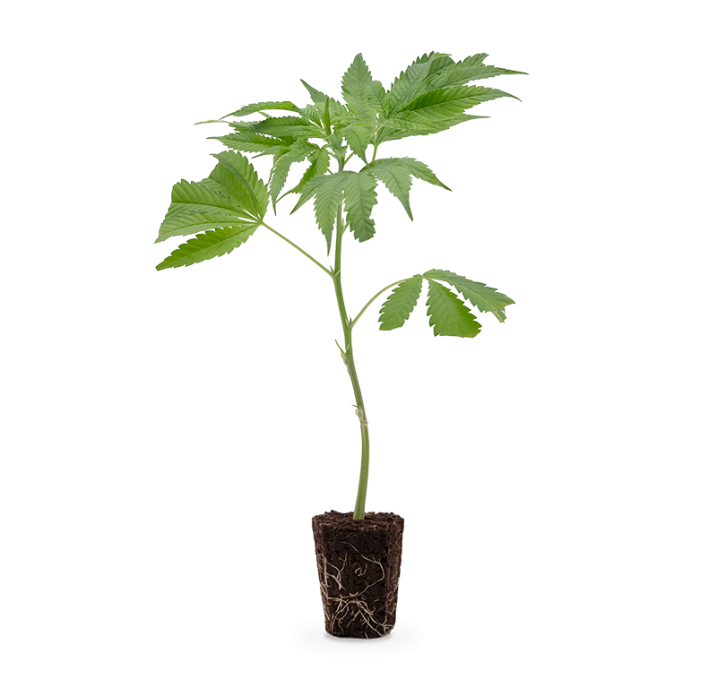 Tropicanna Banana – Produktabbildung des Herstellers