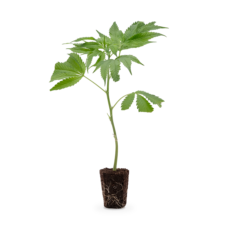 Tropicanna Banana – Produktabbildung des Herstellers