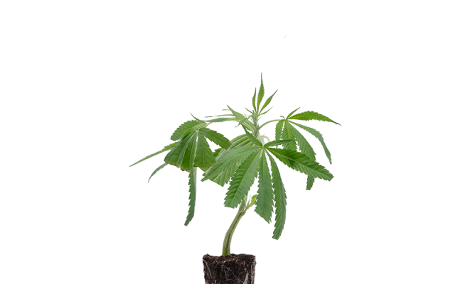 White Widow XXL – Produktabbildung des Herstellers