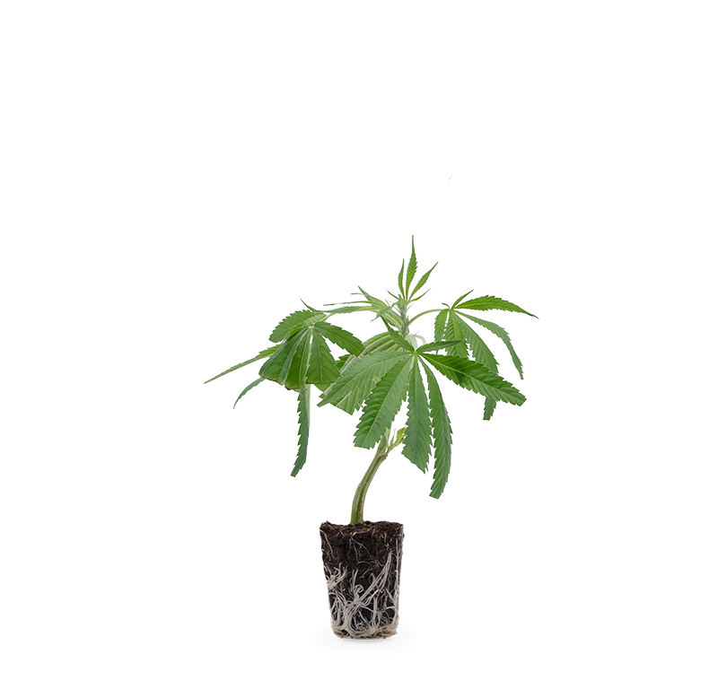 White Widow XXL – Produktabbildung des Herstellers