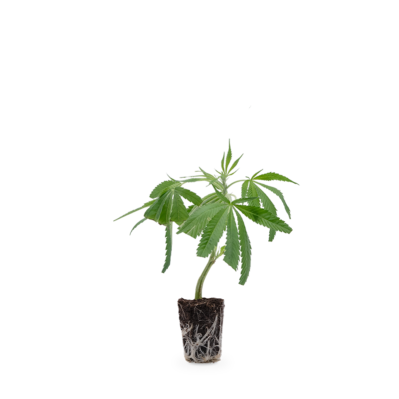 White Widow XXL – Produktabbildung des Herstellers