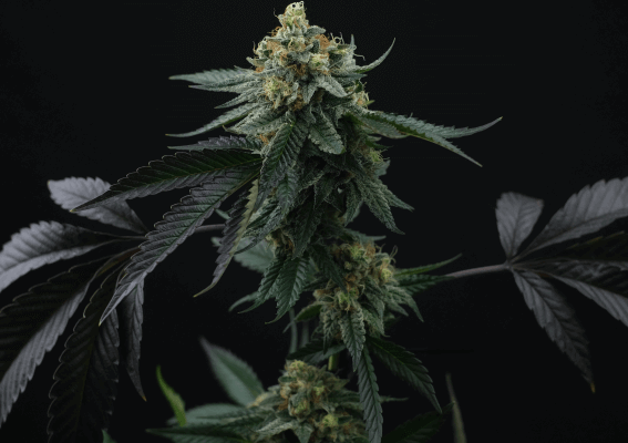Lime Skunk Seeds - Feminisiert (24% THC) ?? – Produktabbildung des Herstellers