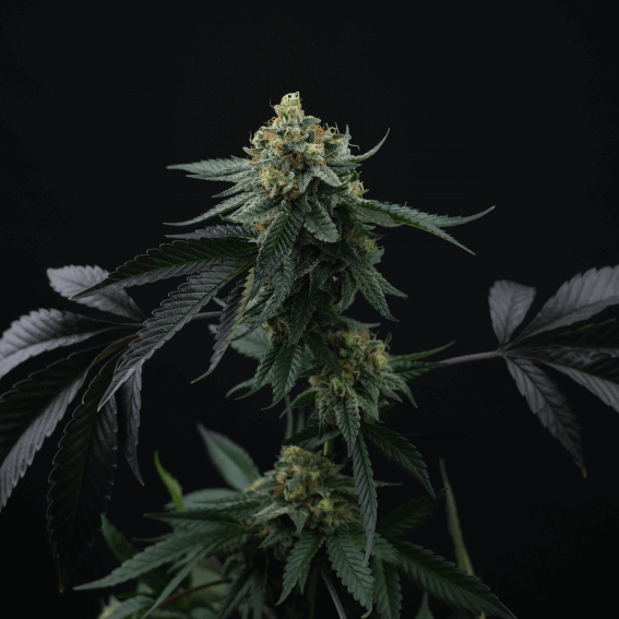 Lime Skunk Seeds - Feminisiert (24% THC) ?? – Produktabbildung des Herstellers