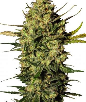 Grand Master Kush Seeds (24% THC) ?? – Produktabbildung des Herstellers