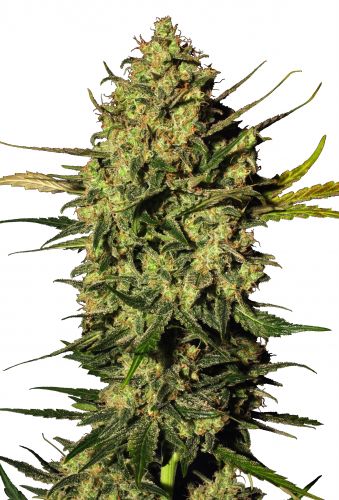 Grand Master Kush Seeds (24% THC) ?? – Produktabbildung des Herstellers