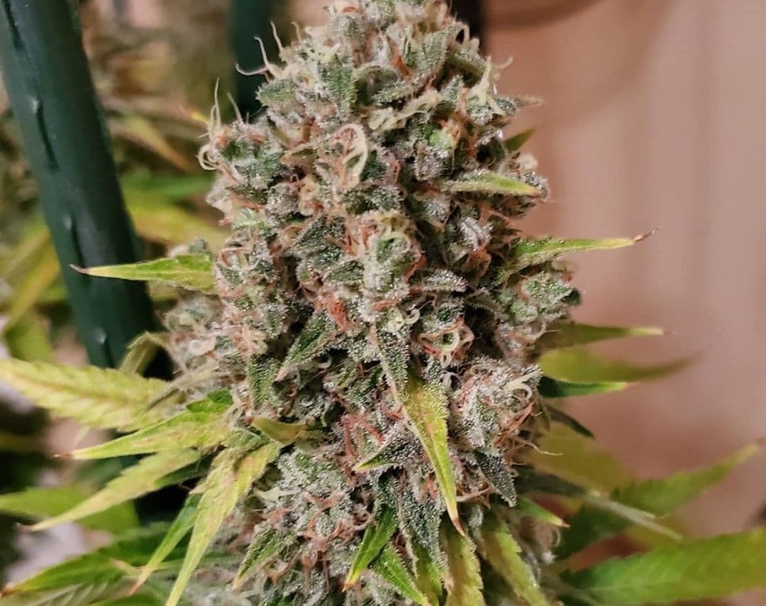 Ak-47 Seeds - Feminisiert (23% THC) ?? – Produktabbildung des Herstellers