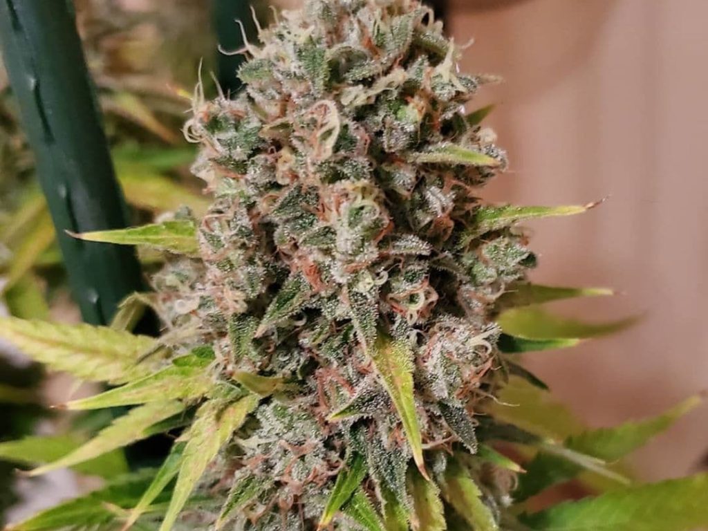Ak-47 Seeds - Feminisiert (23% THC) – Produktabbildung des Herstellers