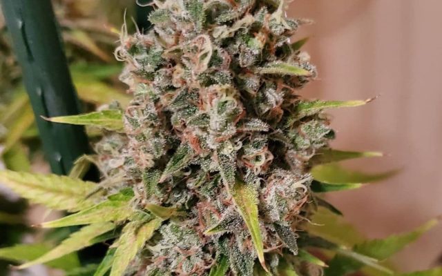 Ak-47 Seeds - Feminisiert (23% THC) ?? – Produktabbildung des Herstellers
