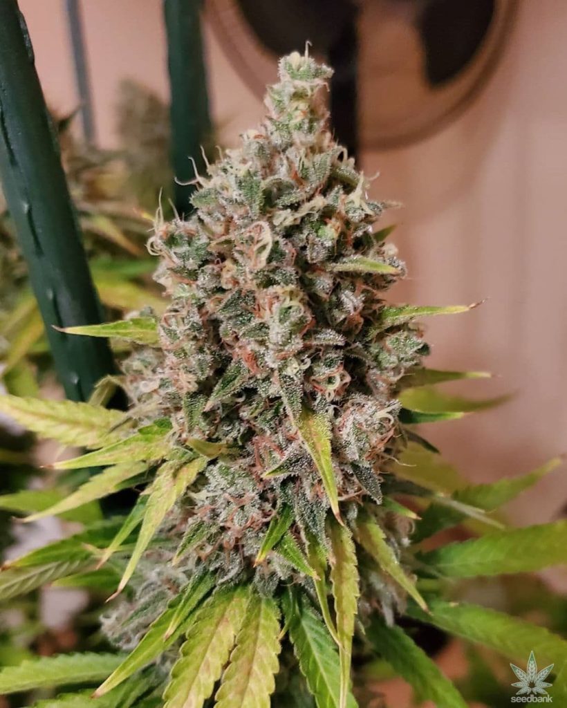Ak-47 Seeds - Feminisiert (23% THC) ?? – Produktabbildung des Herstellers
