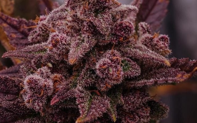 Purple Haze Samen Automatik – Produktabbildung des Herstellers